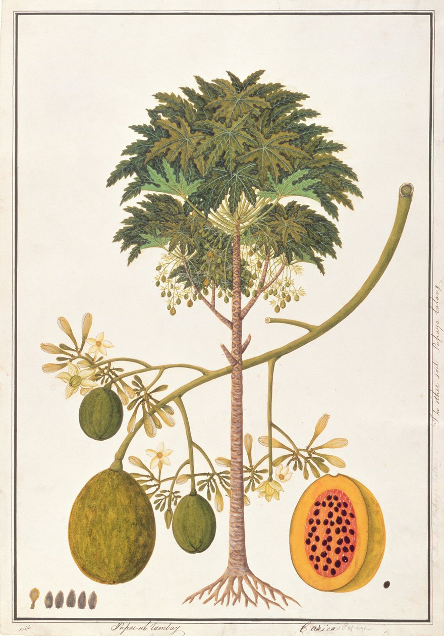 Dapai-ah Tambay of Carica, uit Tekeningen van Planten uit Malakka, c.1805-18 door Chinese School