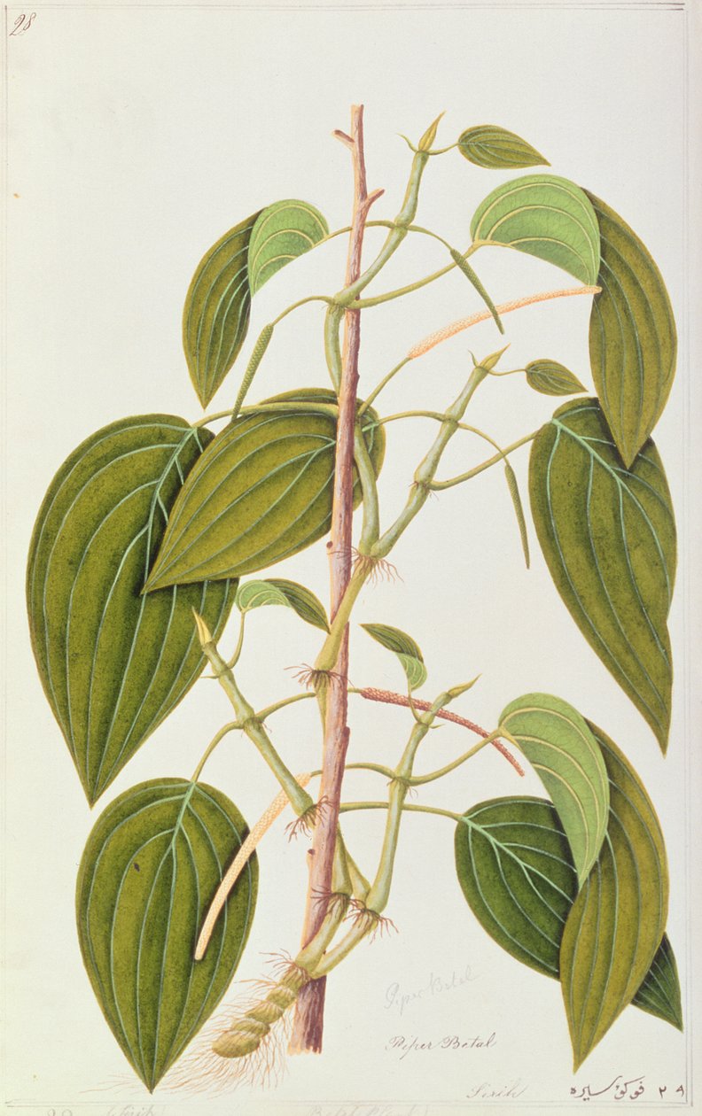 Betelblad, uit Vijfenvijftig Tekeningen van Geneeskrachtige Planten van Malakka, Deel 1, c.1805-18 door Chinese School