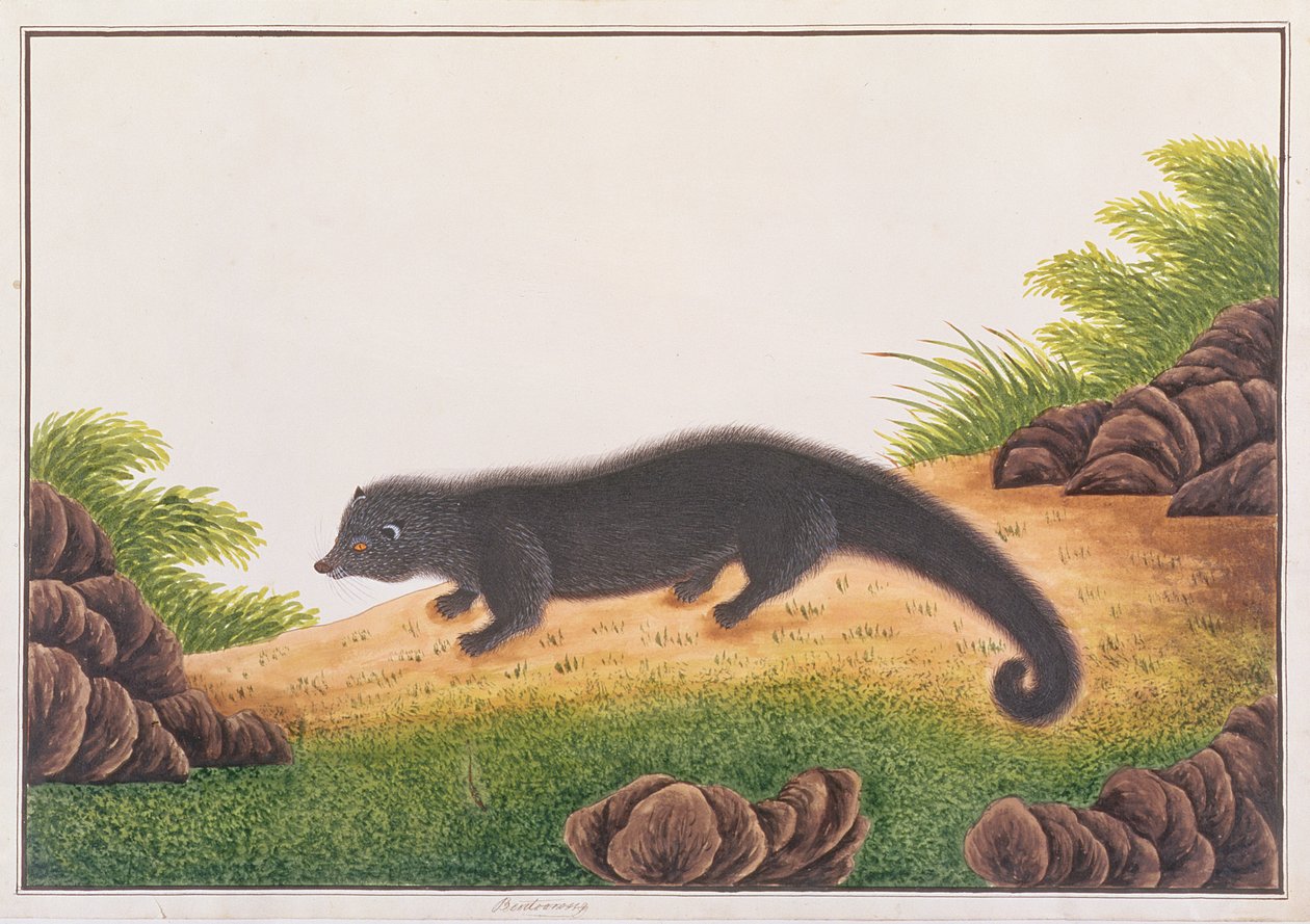 Binturong, uit Tekeningen van Dieren, Insecten en Reptielen uit Malakka, ca. 1805-18 door Chinese School