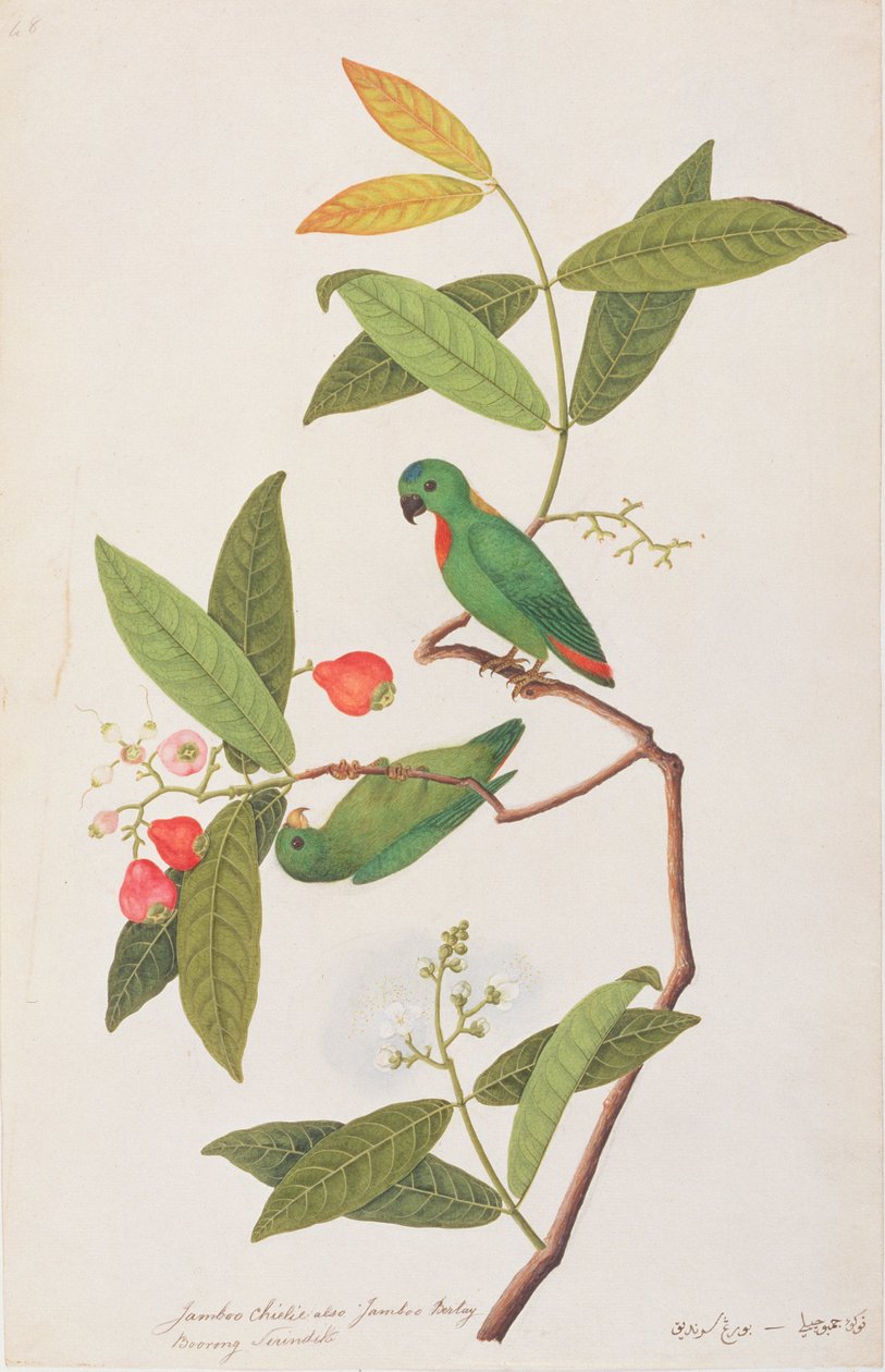 Blauwgekroonde Hangpapegaai, uit Tekeningen van Vogels uit Malakka, c.1805-18 door Chinese School