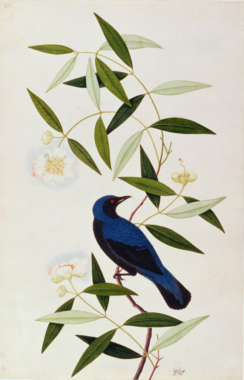 Boorah Farleeh, uit Tekeningen van Vogels uit Malakka, ca. 1805-18 door Chinese School