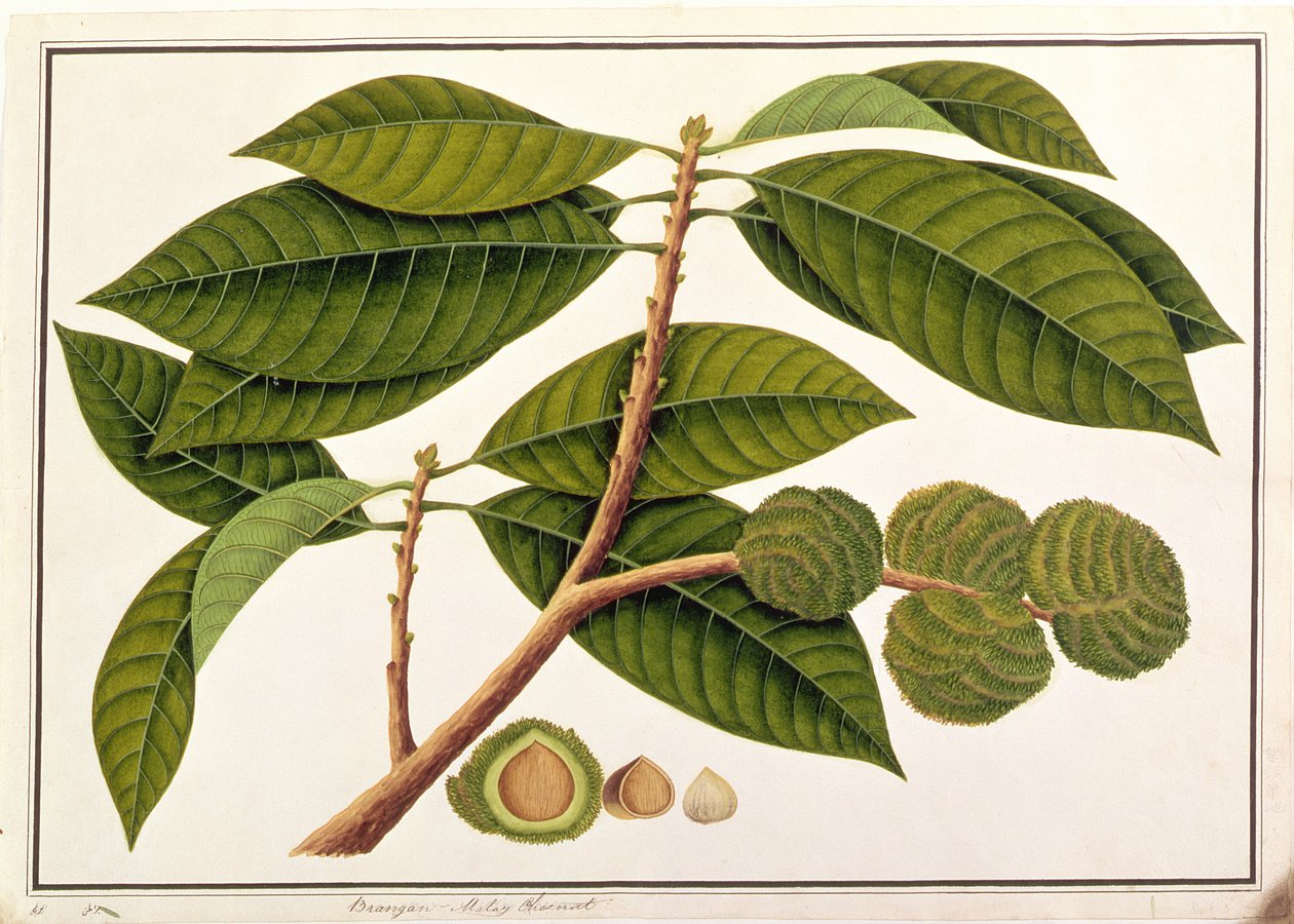 Brangam of Maleise Kastanje, uit Tekeningen van Planten uit Malakka, c.1805-18 door Chinese School