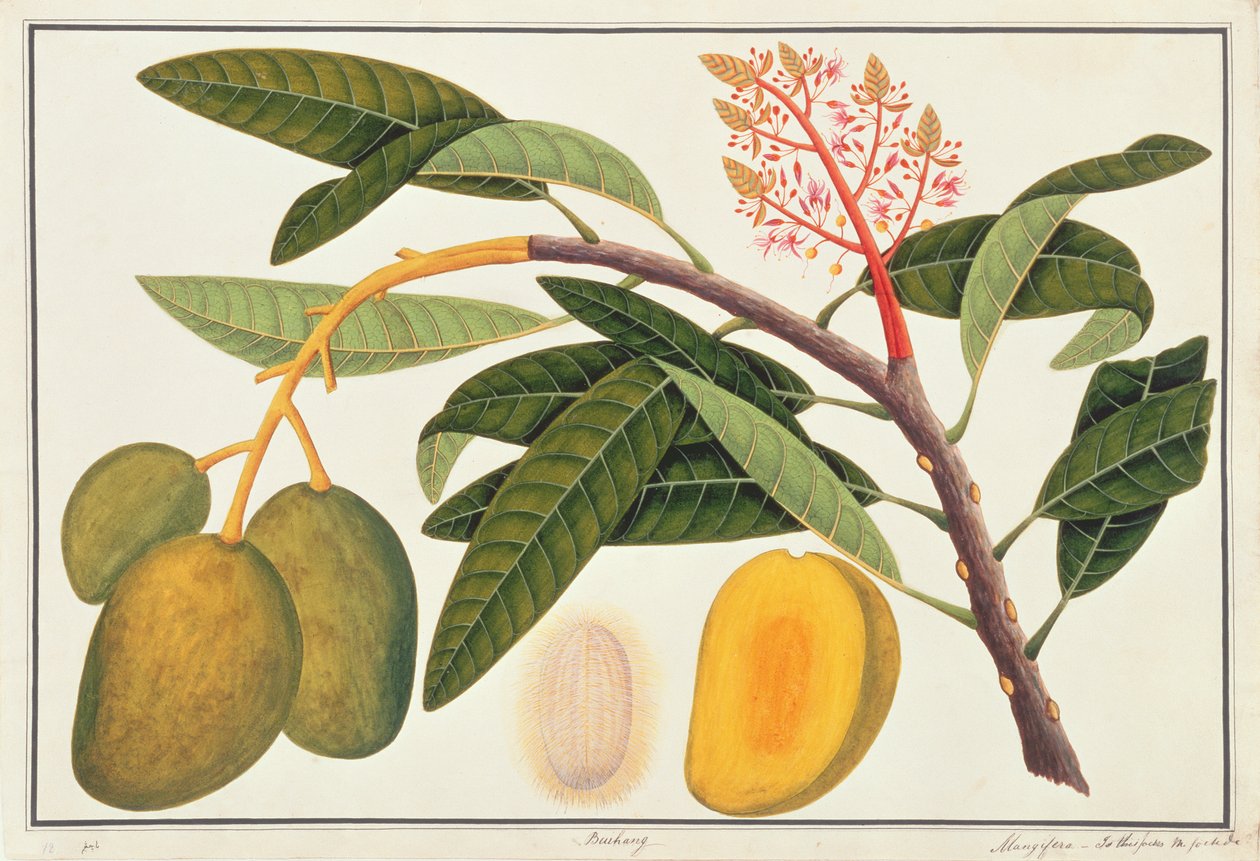 Buihang Mangifera, uit Tekeningen van Planten uit Malakka, c.1805-18 door Chinese School