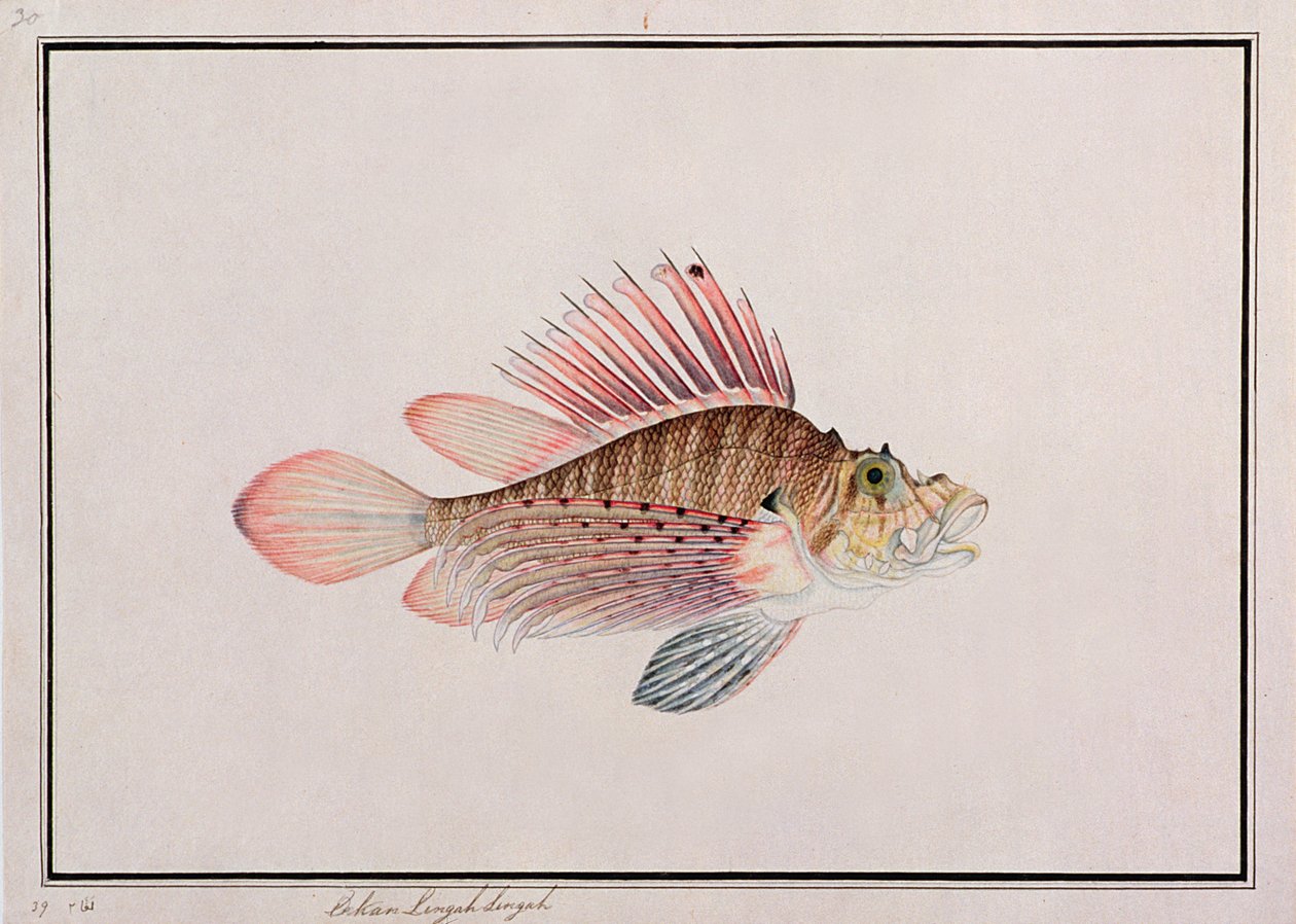 Eekan Linqah Singah, uit Tekeningen van Vissen uit Malakka, c.1805-18 door Chinese School