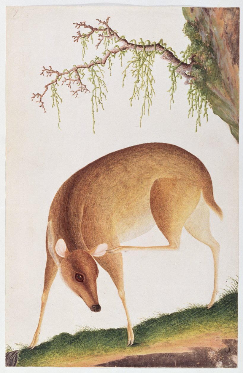 Hertenkalf, uit Tekeningen van Dieren, Insecten en Reptielen uit Malakka, ca. 1805-18 door Chinese School
