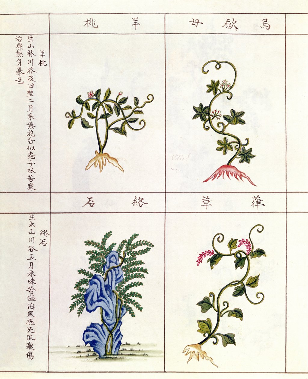 Vier planten uit een Pen Tsao, een verzameling geneeskrachtige planten, 18e-19e eeuw door Chinese School