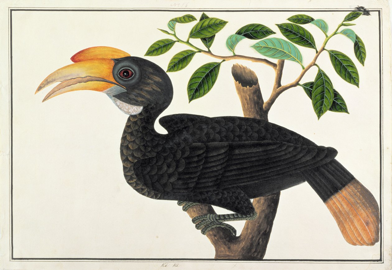 Ke ke, uit Tekeningen van Vogels uit Malakka, ca. 1805-18 door Chinese School