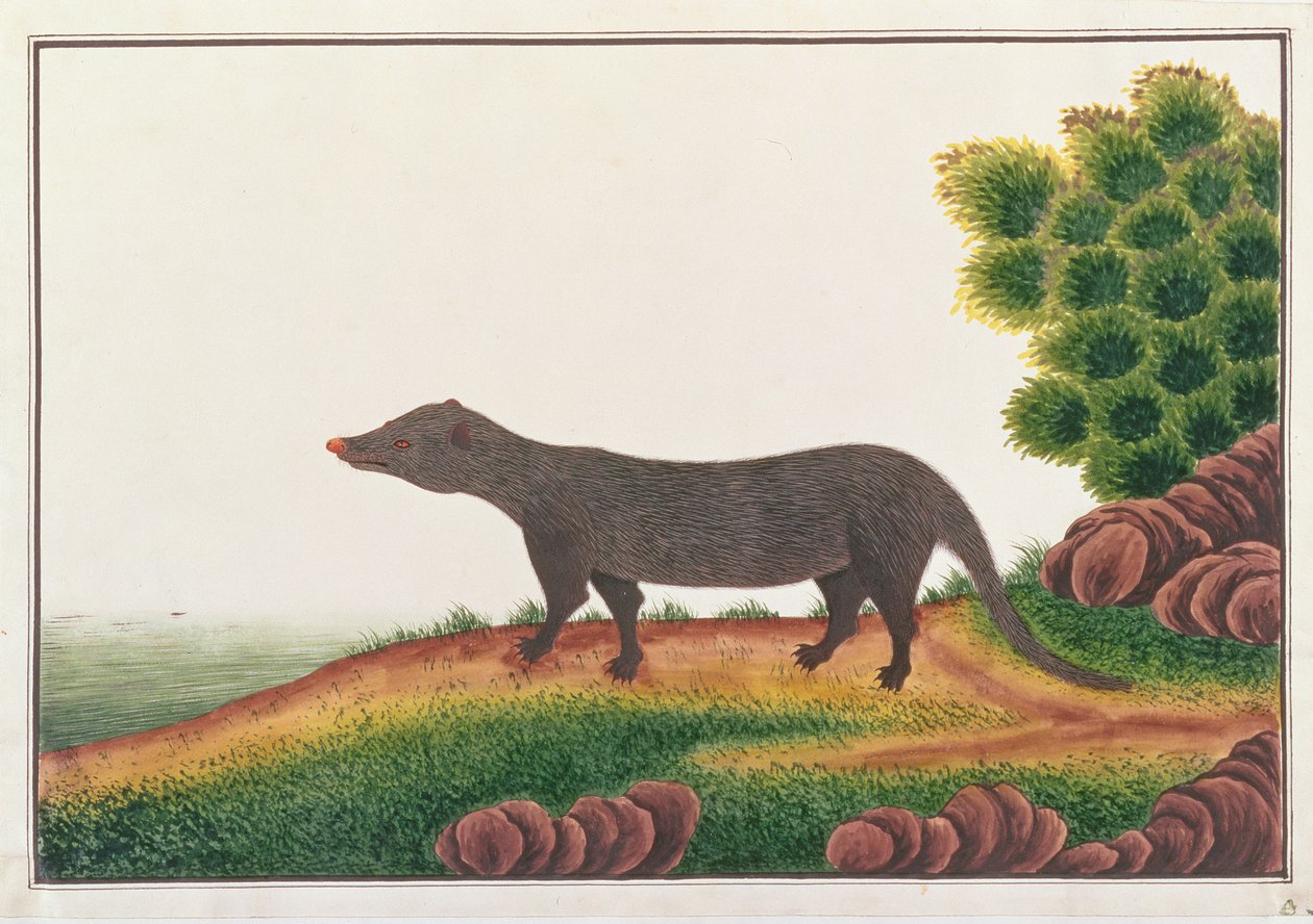 Mangoest, uit Tekeningen van Dieren, Insecten en Reptielen uit Malakka, ca. 1805-18 door Chinese School