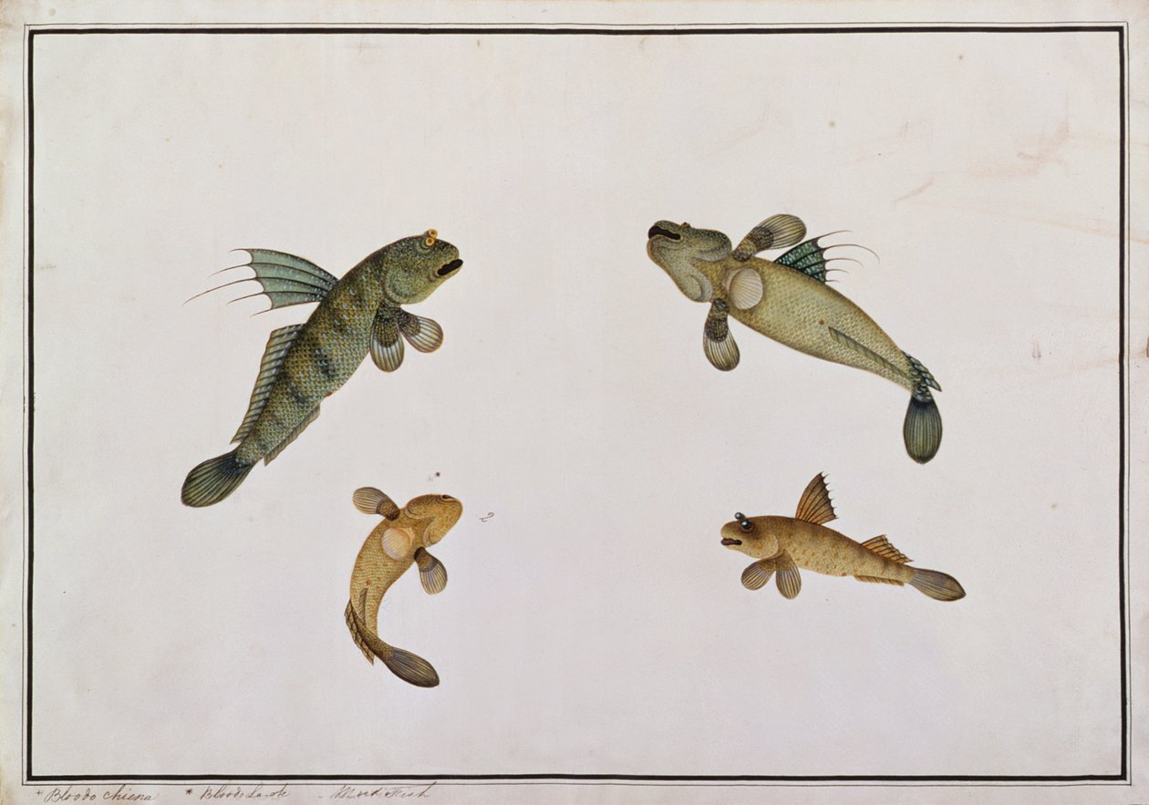 Moddervis, Bloodo chiena, Bloodo La-ore, uit Tekeningen van Vissen van Malakka, c.1805-18 door Chinese School
