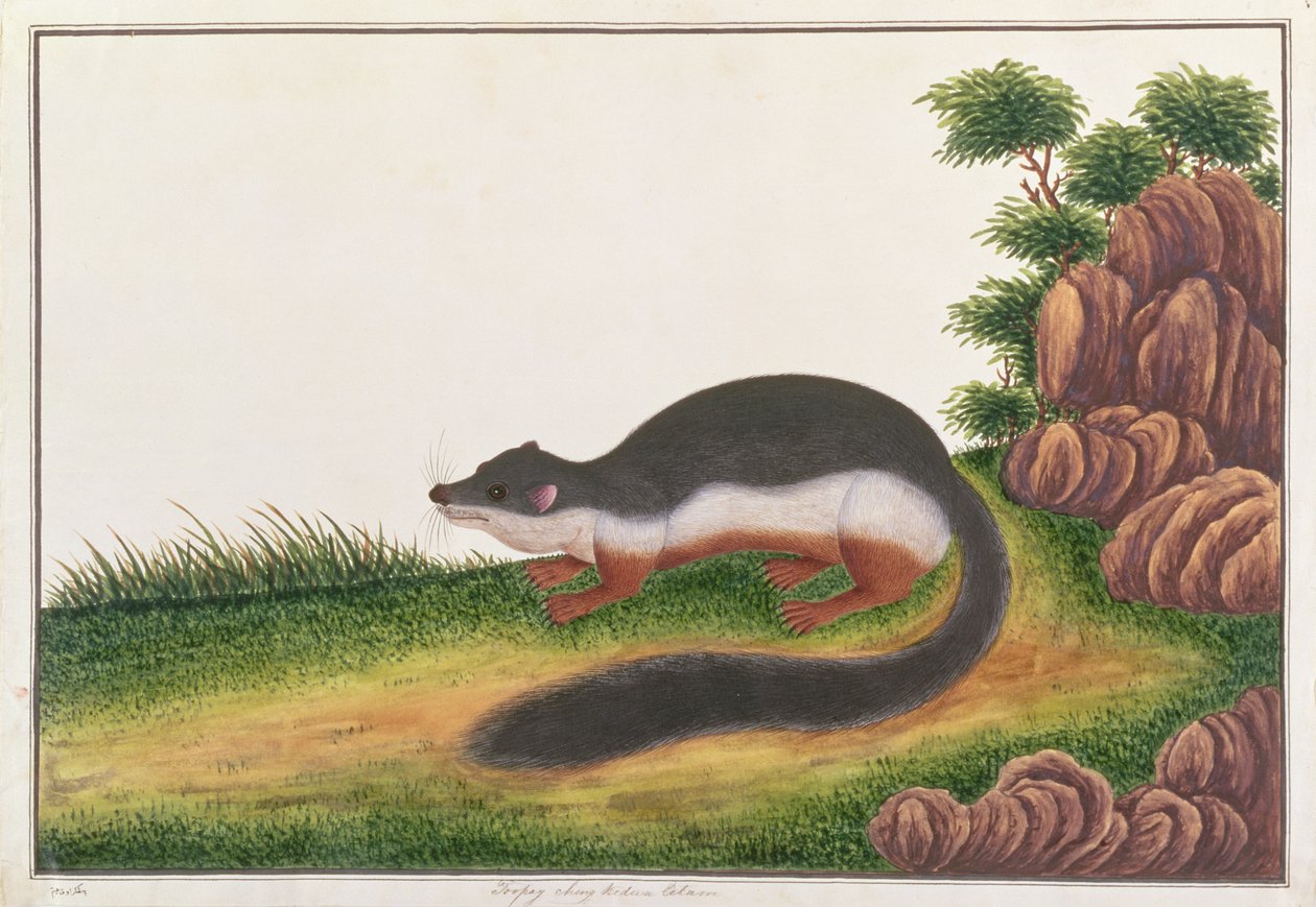 Prevosts Eekhoorn, uit Tekeningen van Dieren, Insecten en Reptielen uit Malakka, ca. 1805-18 door Chinese School