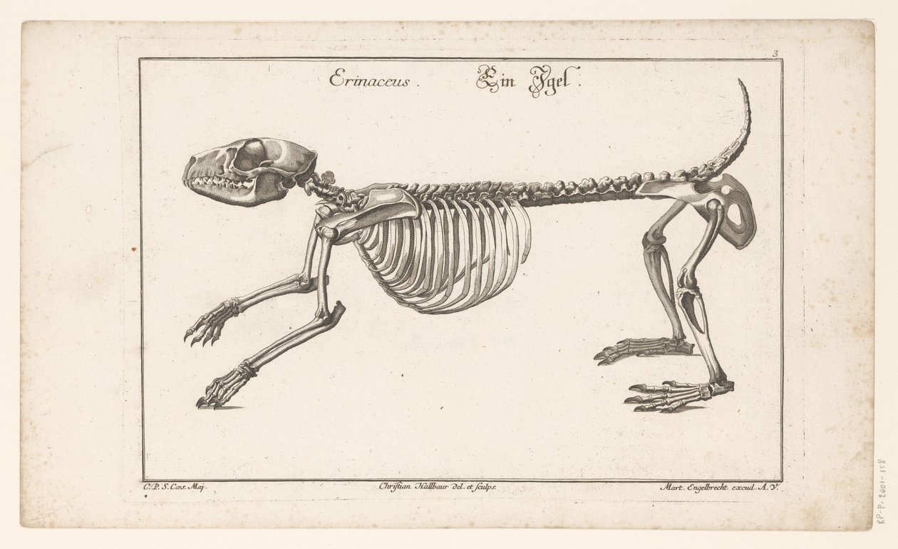 Skelet van een egel door Christian Hallbaur