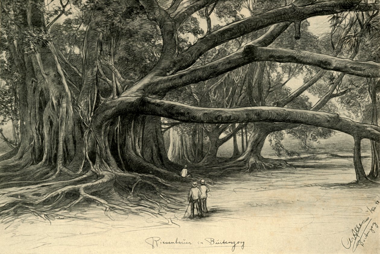 Reuzenbomen in Buitenzorg, Java, 1898 door Christian Wilhelm Allers