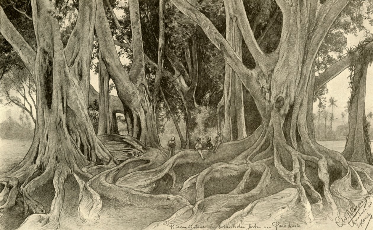 Reuzenbomen in de botanische tuinen, Peradeniya, Kandy, Ceylon door Christian Wilhelm Allers