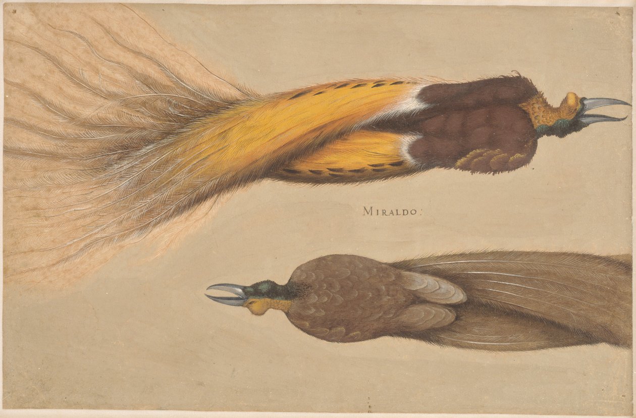 Twee dode paradijsvogels, een mannetje en een vrouwtje door Christoph Amberger