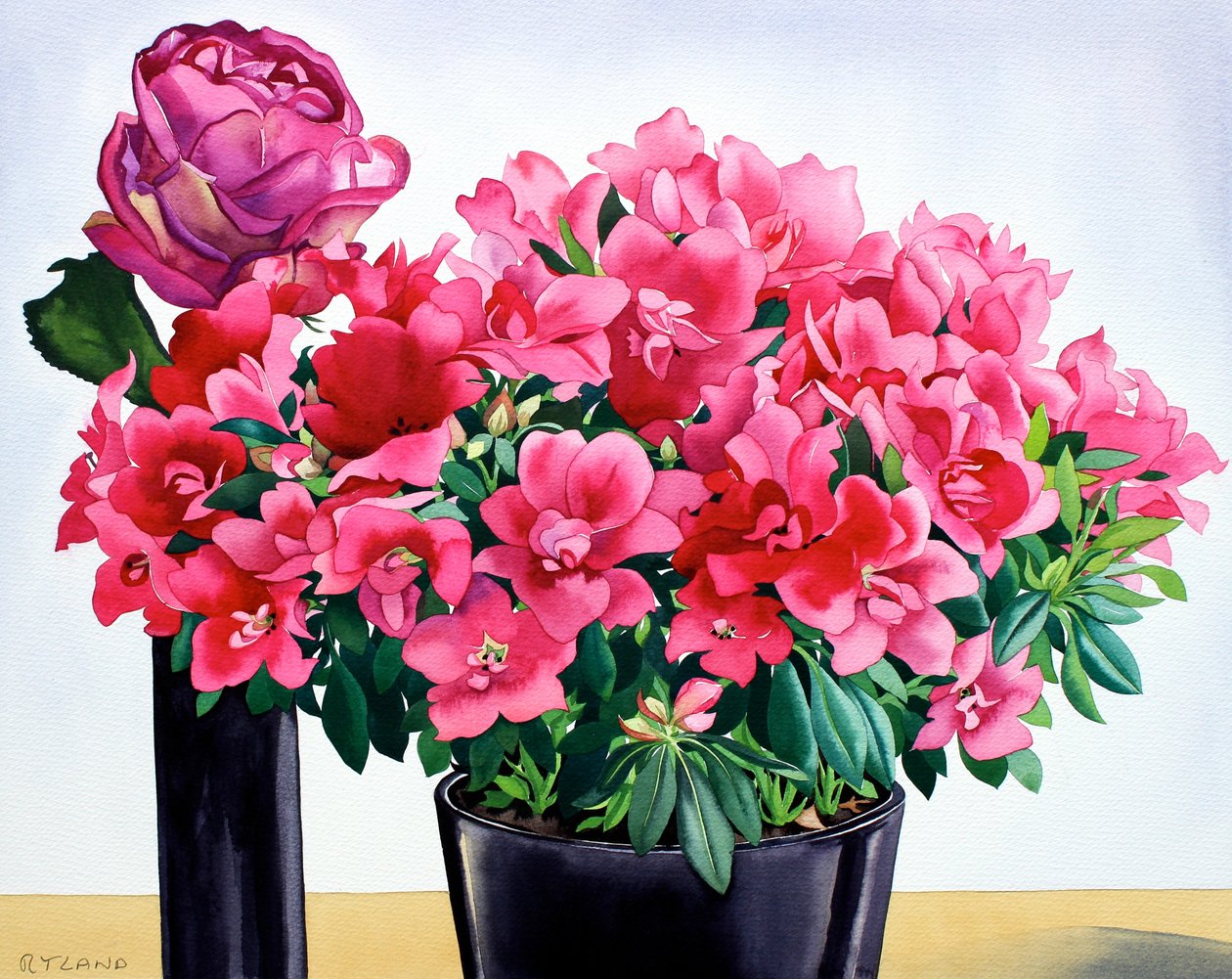 Azalea Roos door Christopher Ryland