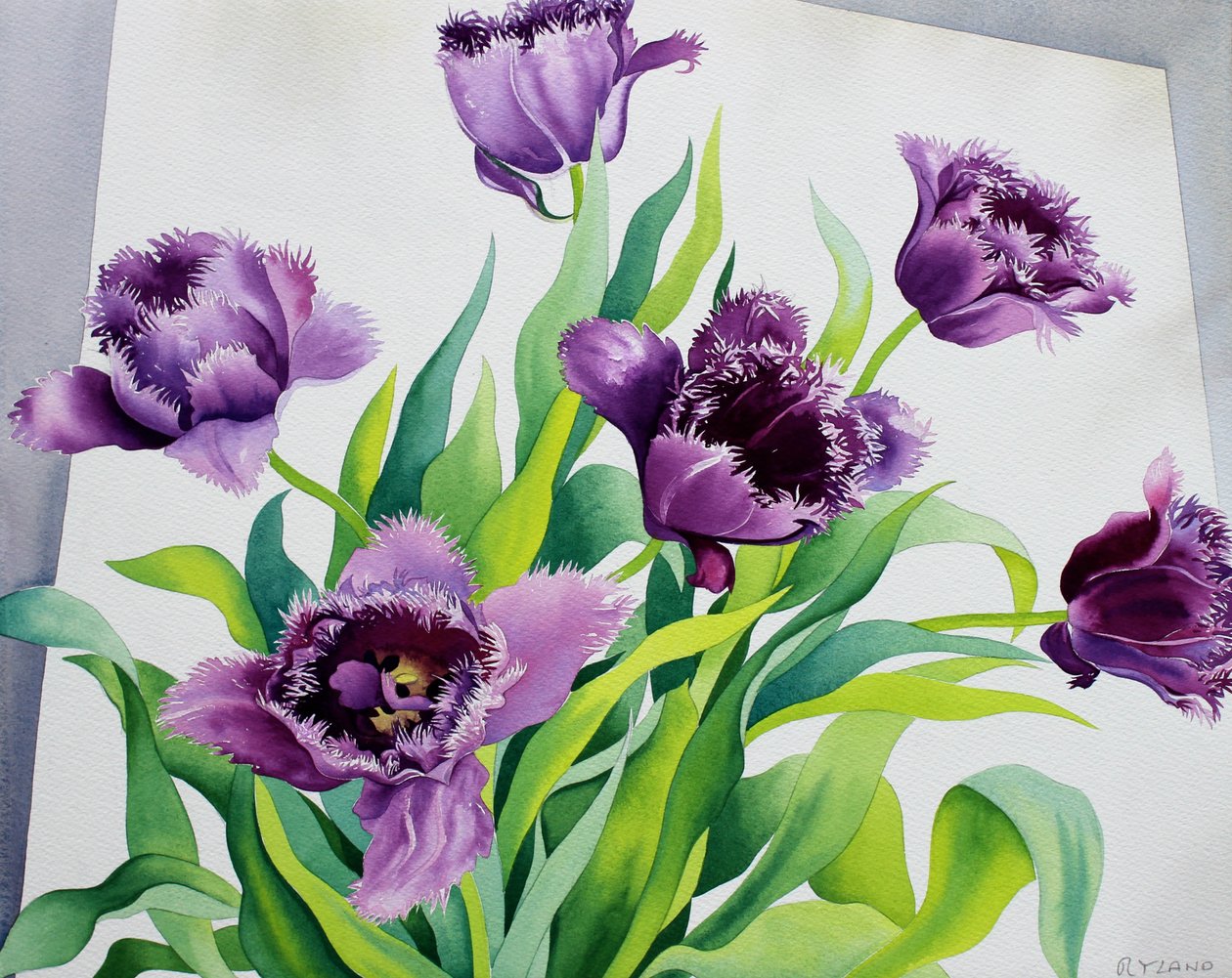 Paarse franje tulpen door Christopher Ryland