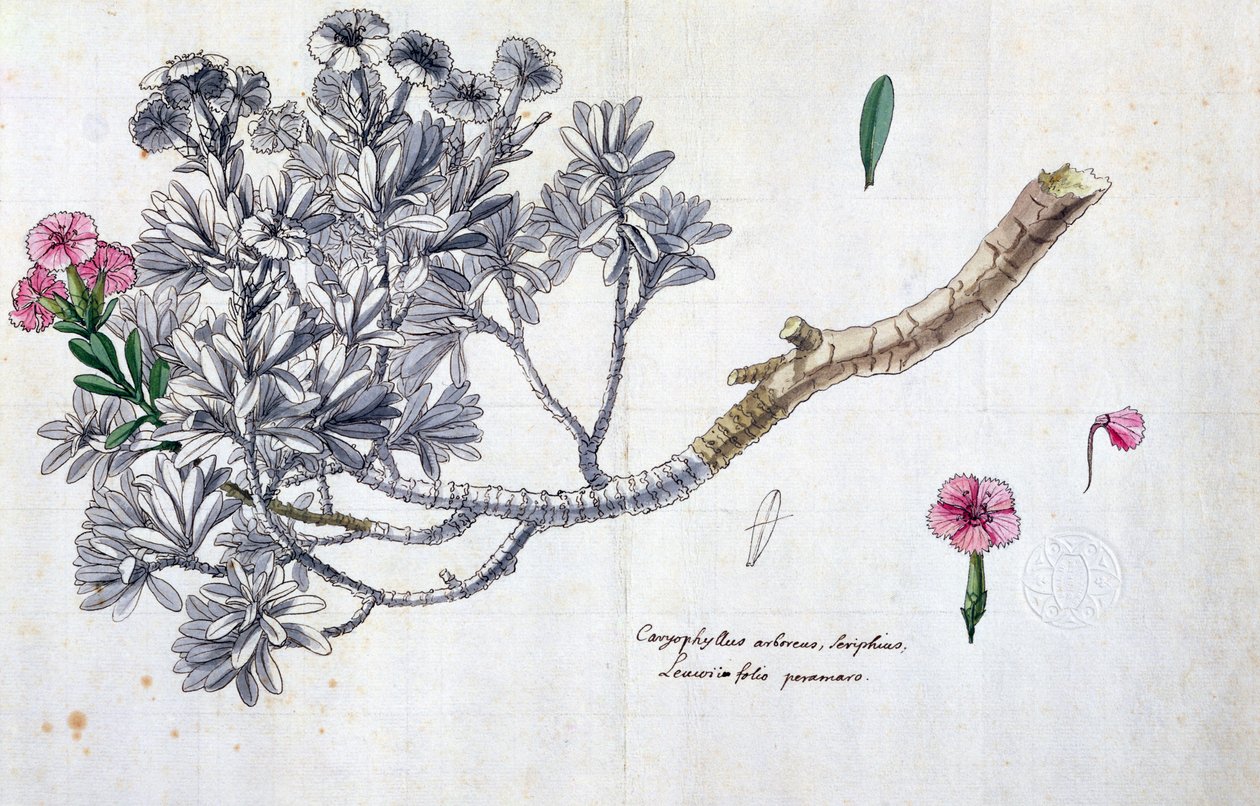 Caryophyllus Arboreus en Seriphius, uit een werk van Joseph Pitton de Tournefort door Claude Aubriet