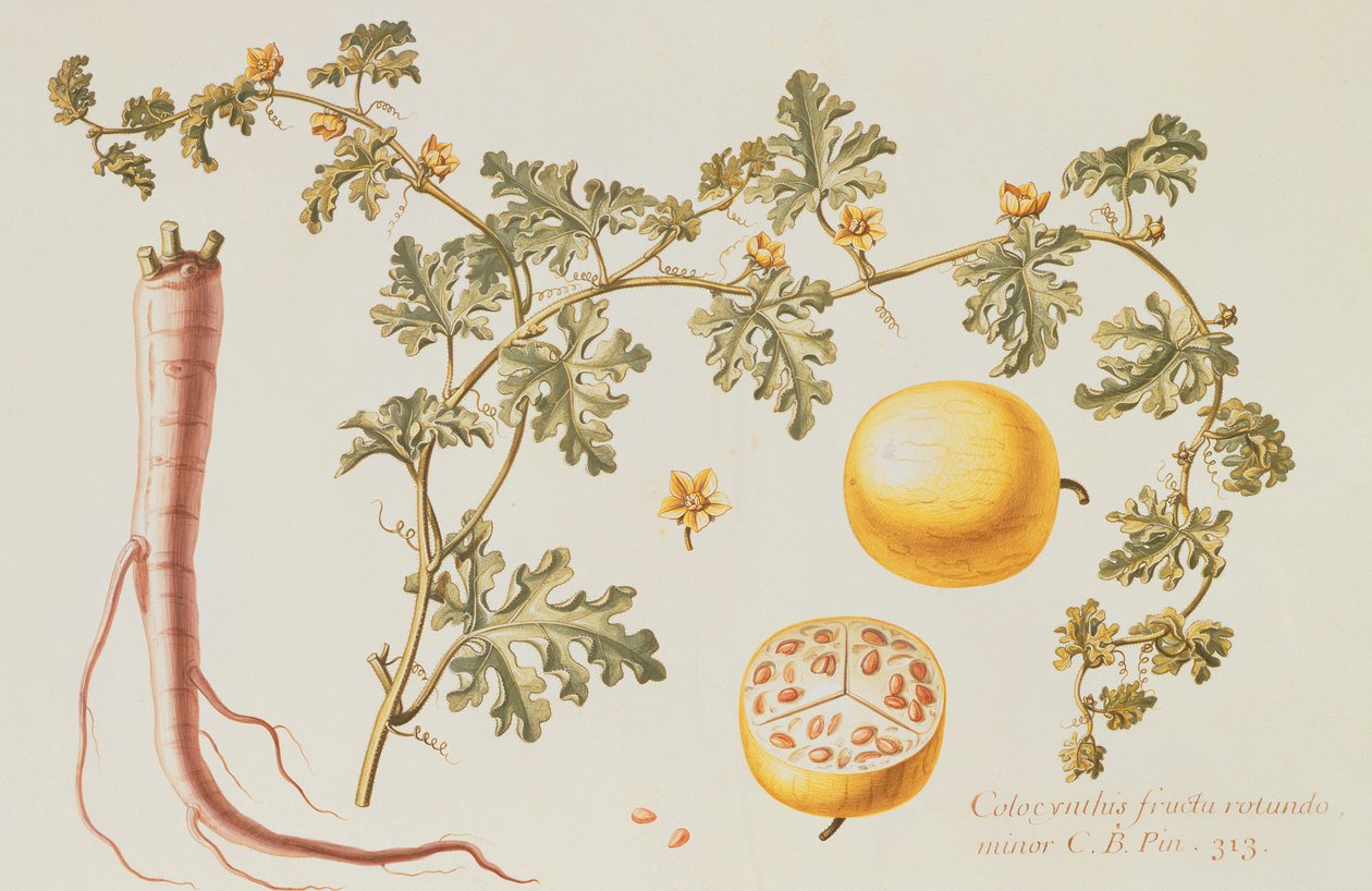 Citrullus Colocynthius (Bittere appel en bittere komkommer) door Claude Aubriet