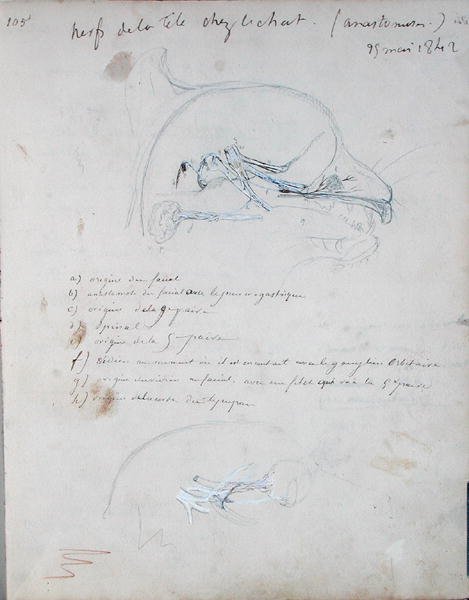 Zenuwstelsel in het hoofd van een kat (mei 1842) door Claude Bernard
