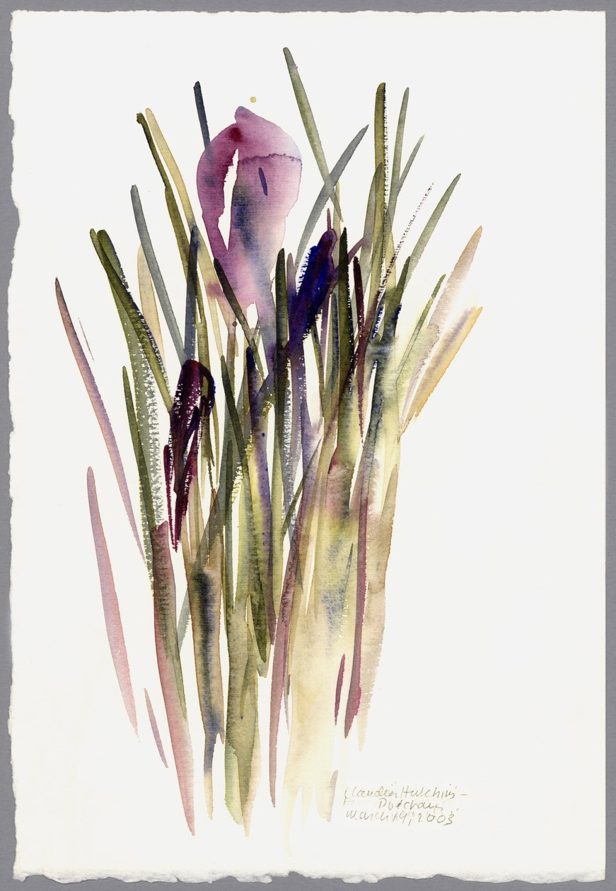 Krokus, 2003 door Claudia Hutchins Puechavy