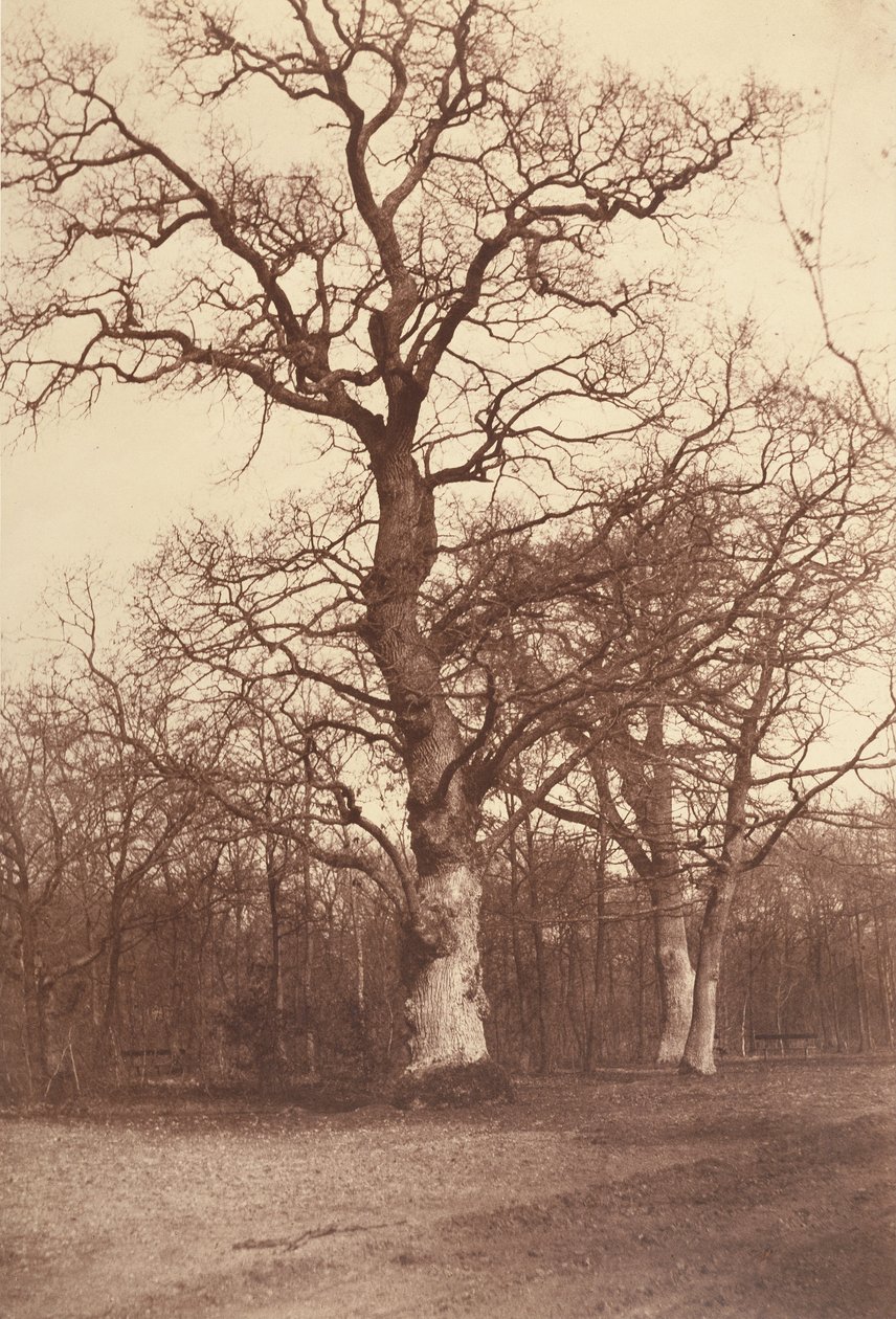 Studie van bomen, Bois de Boulogne door Comte Olympe Aguado