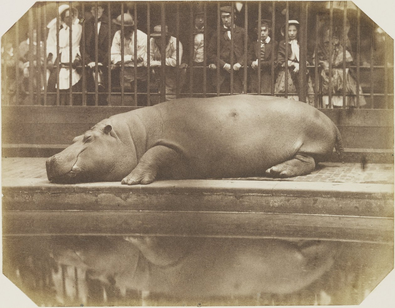 Obaysch, de nijlpaard, London Zoo door Comte de Montizón Don Juan