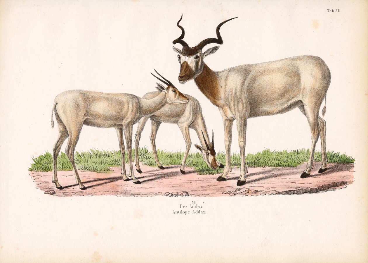 Addax Antilope met Jong door Conrad Kull