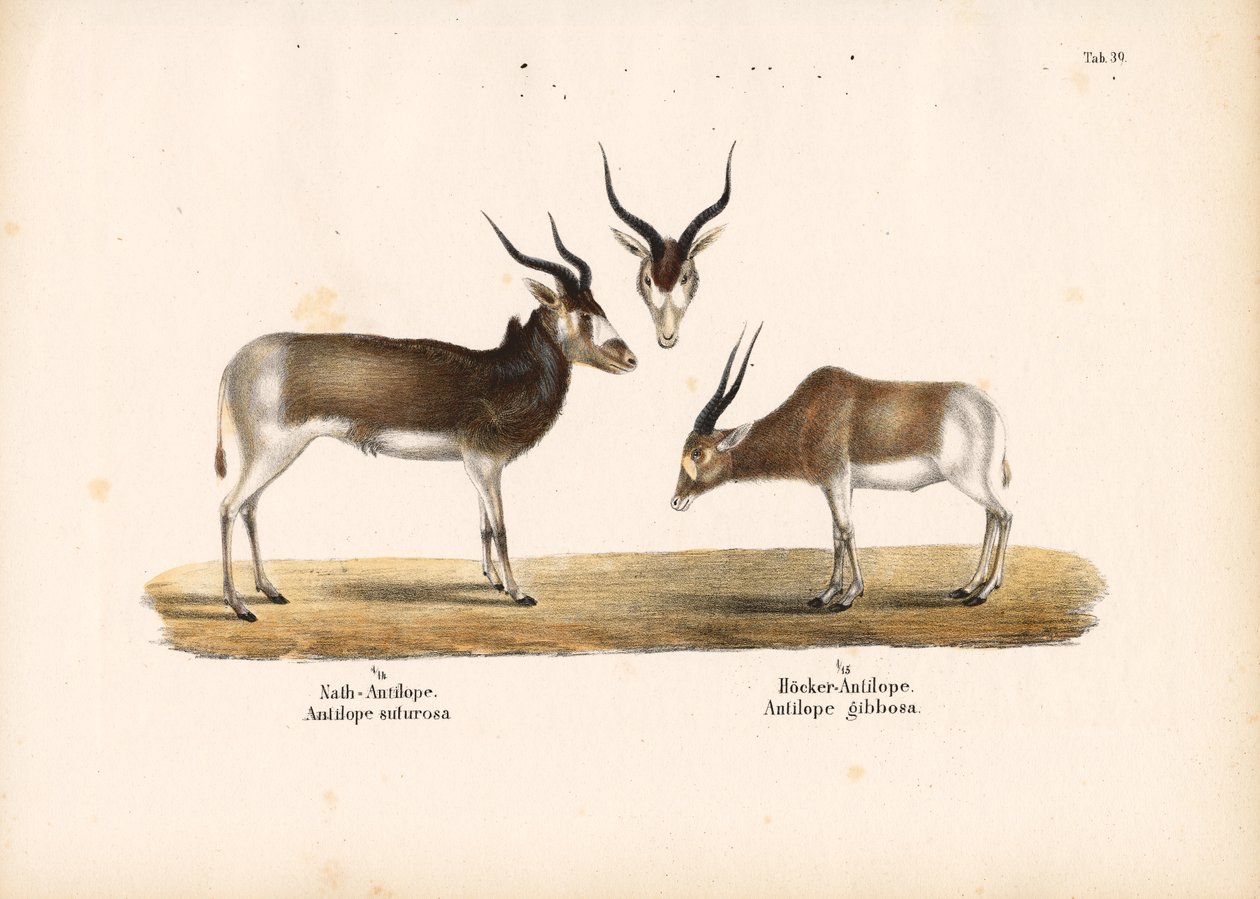 Addax and Bontebok Antelopes door Conrad Kull