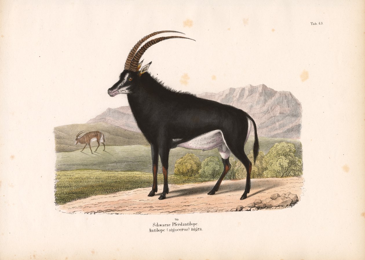 Zwartpaardantilope door Conrad Kull