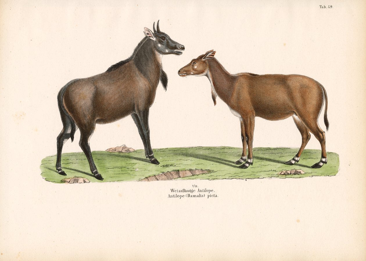 Bontebok of Blesbok door Conrad Kull