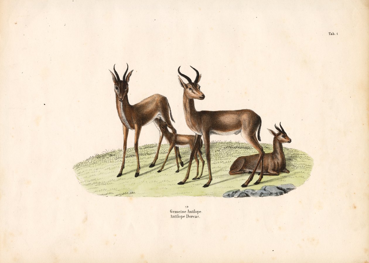 Gazelle in familiegroep door Conrad Kull