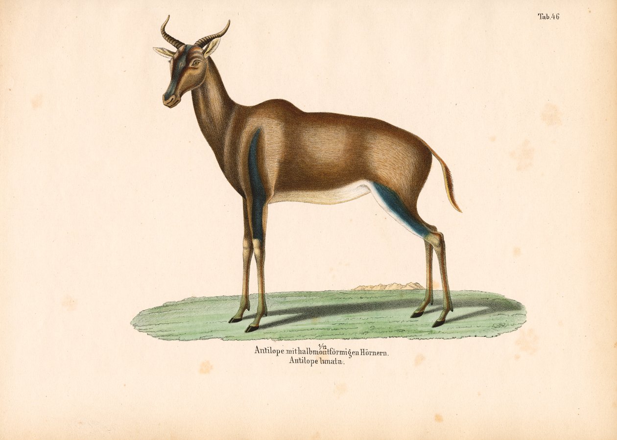 Halvemaanvormige antilope of Topi door Conrad Kull