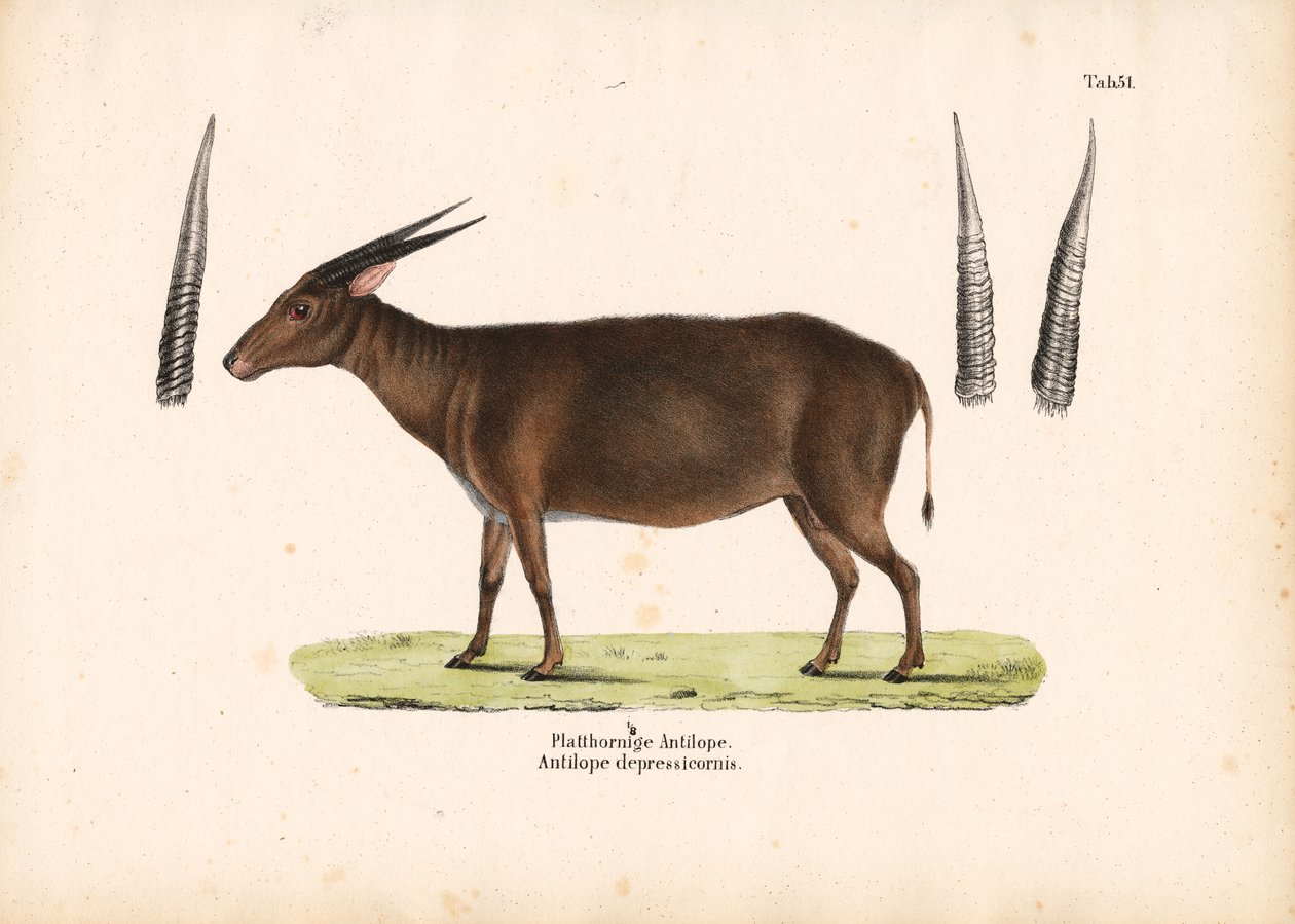 Plathoornige antilope door Conrad Kull