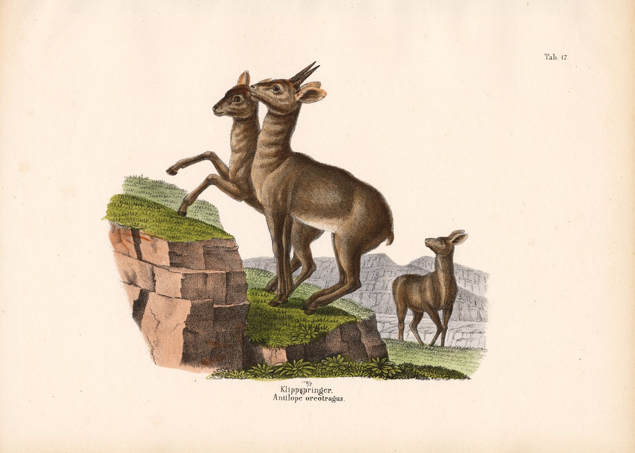 Klipspringer door Conrad Kull