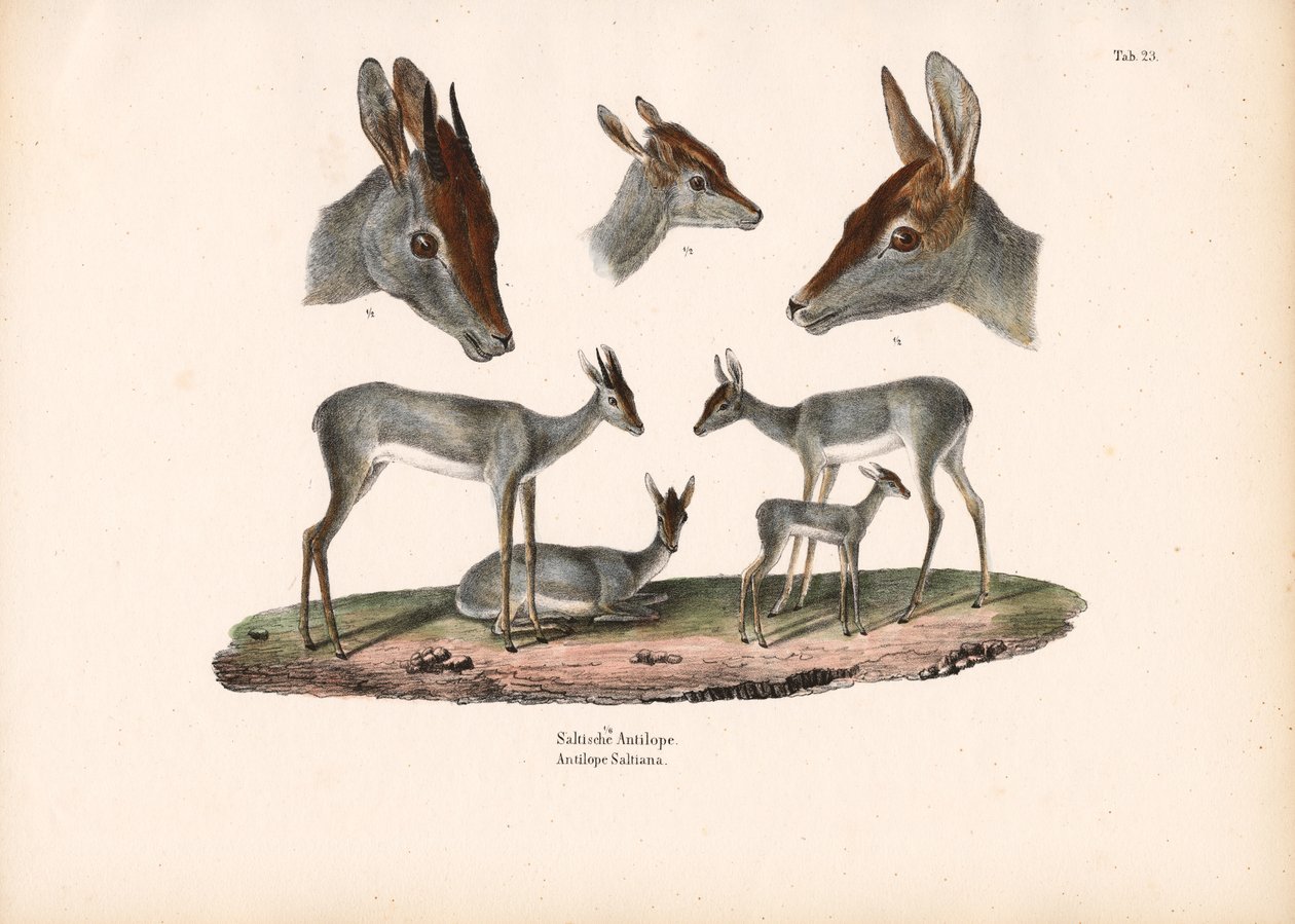 Klipspringer met portretstudies door Conrad Kull
