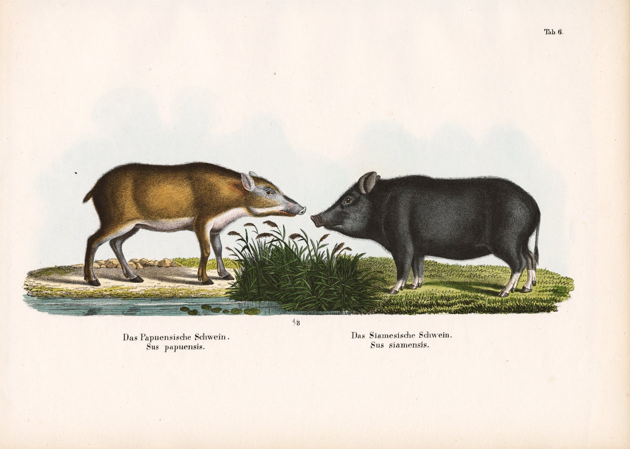 Papoea varken en Siamees varken door Conrad Kull
