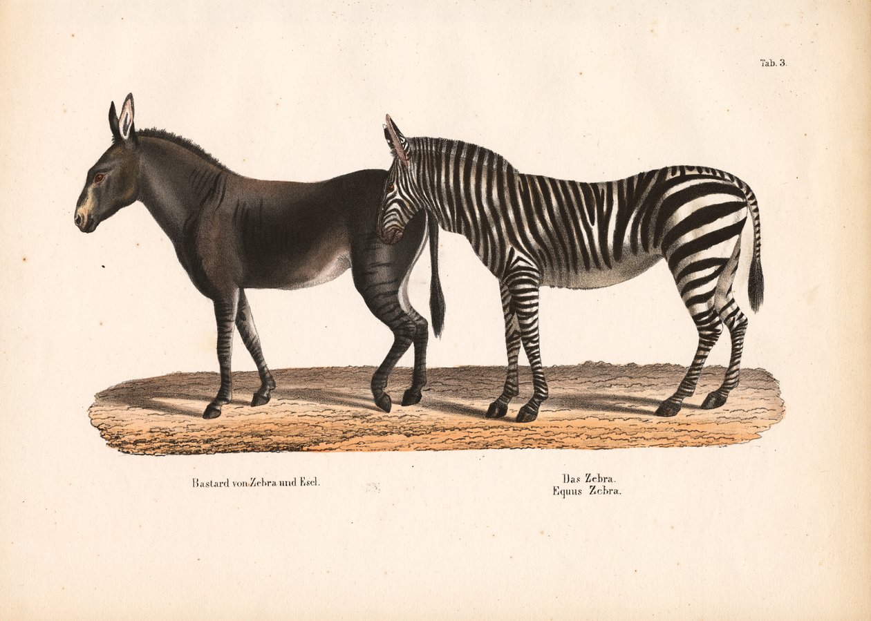 Zebra en zebra-ezel hybride door Conrad Kull
