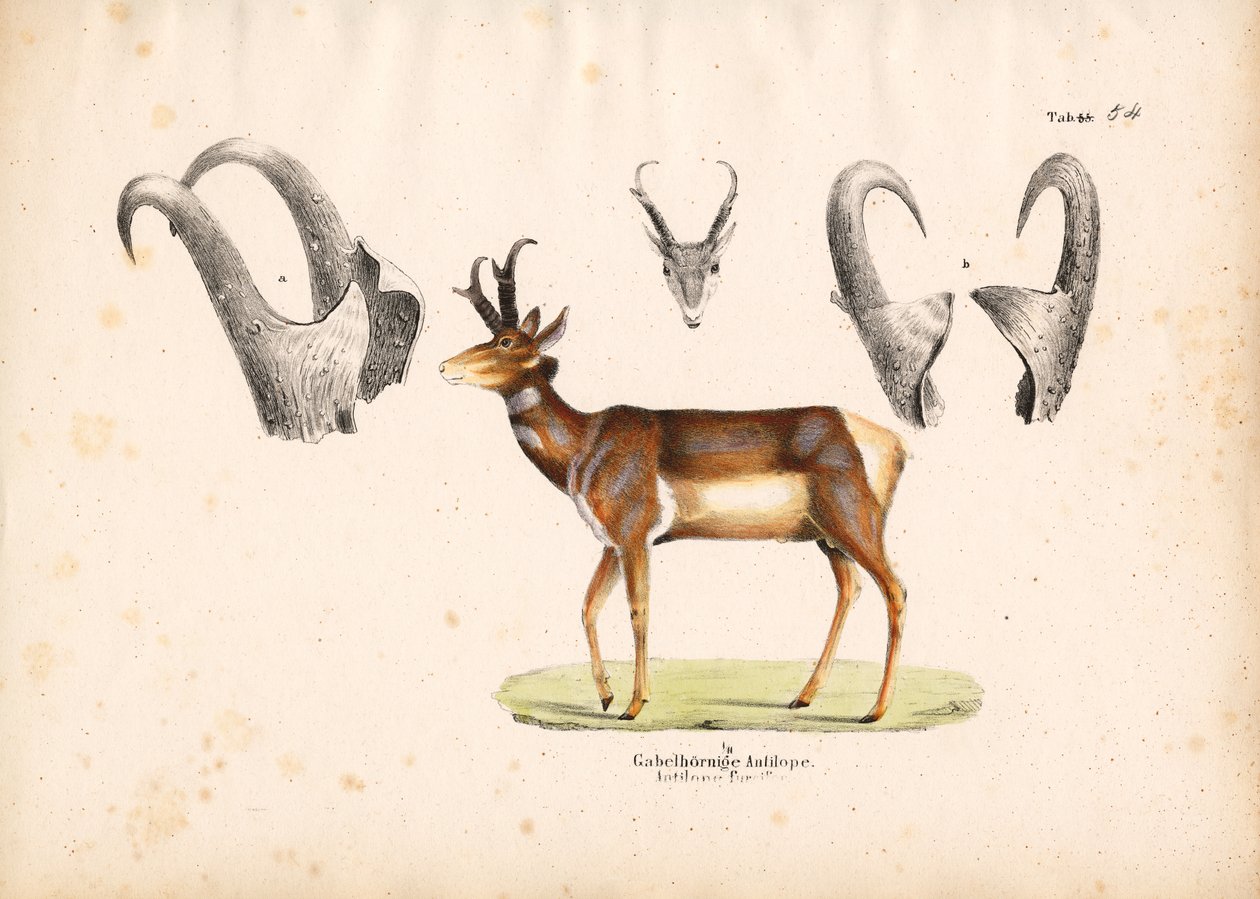Pronghorn Antilope met Hoorn Illustraties door Conrad Kull