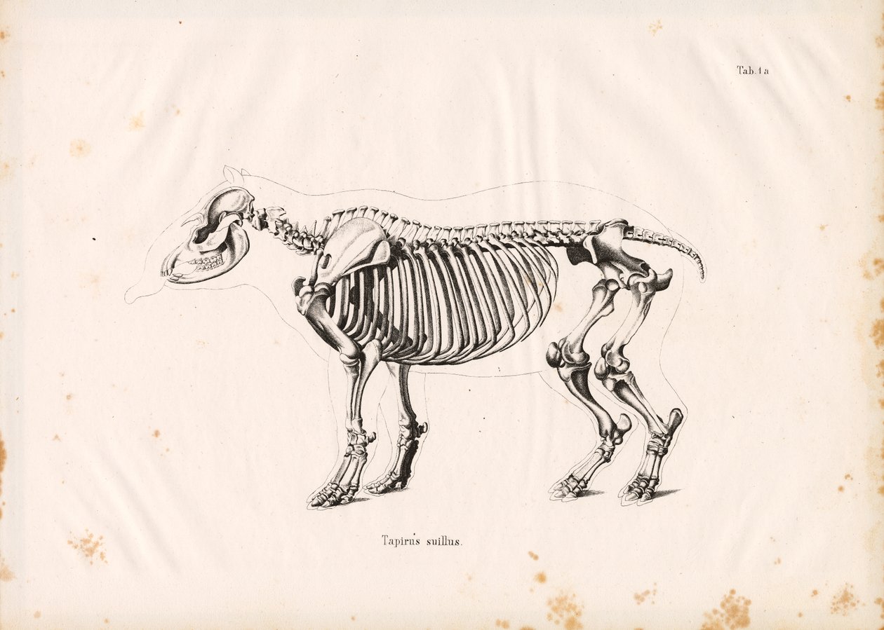 Skelet van de laaglandtapir door Conrad Kull