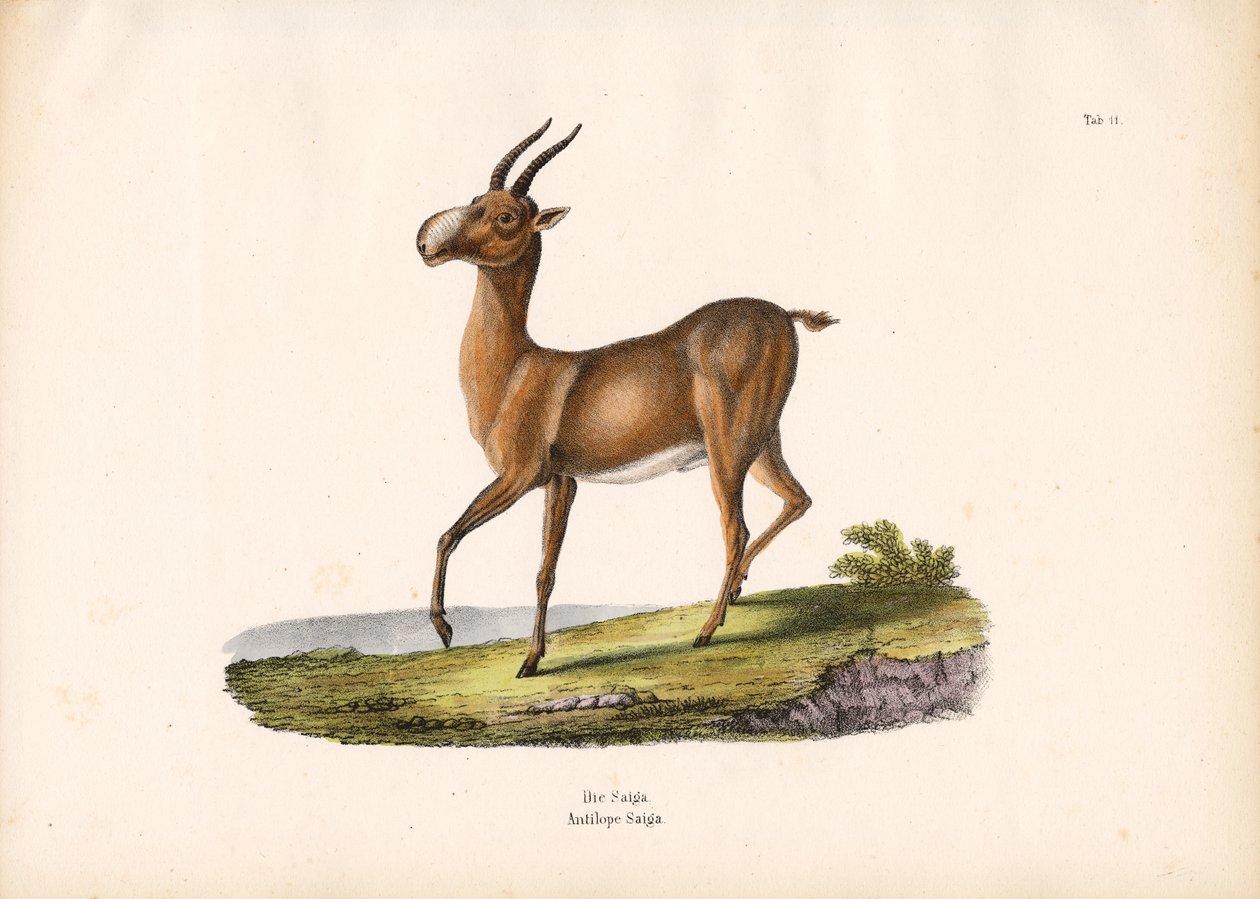 De Saiga antilope door Conrad Kull