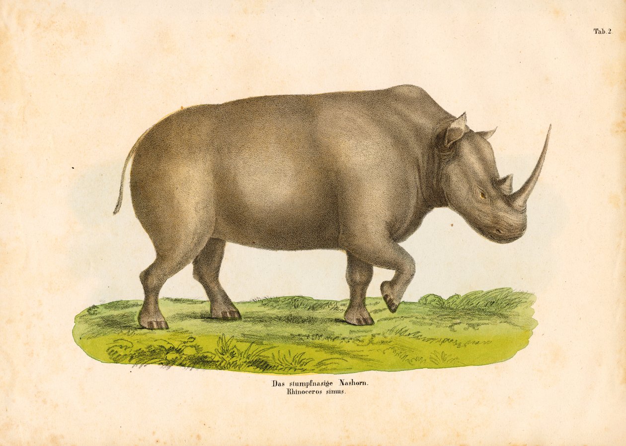 De neushoorn met de vierkante lippen door Conrad Kull