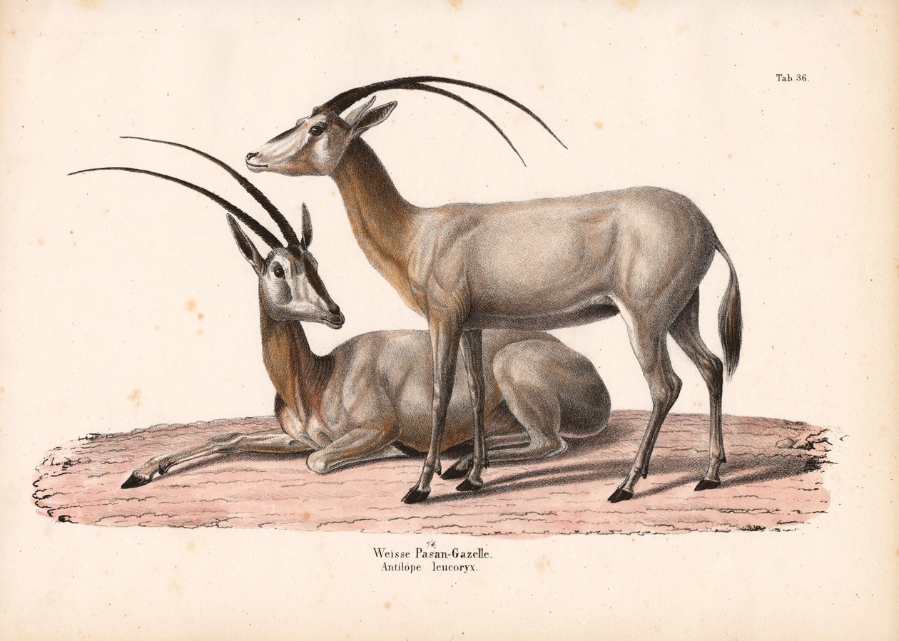 Witte Oryx door Conrad Kull