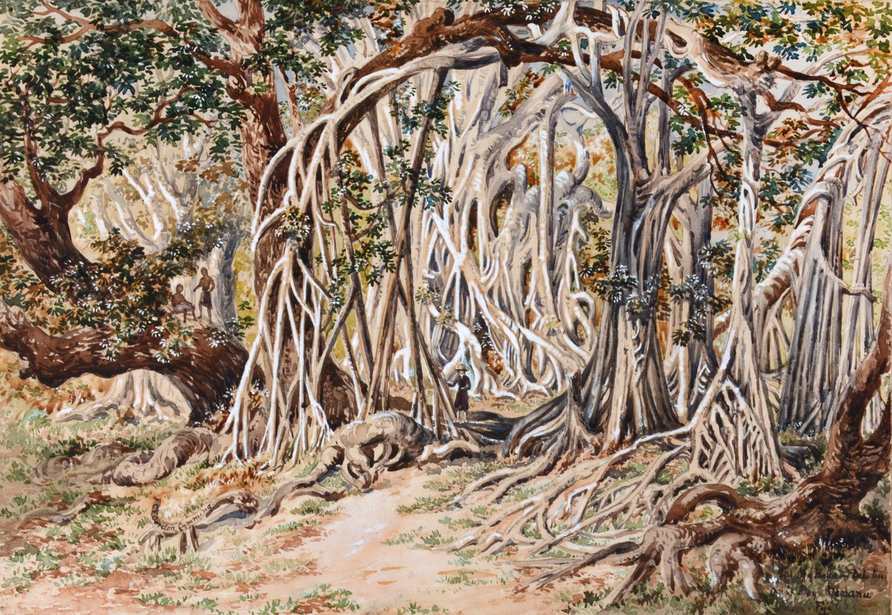 Studie van Baka Delo Boom, Anie Bay, Nananu, Fiji door Constance Frederica Gordon Cumming