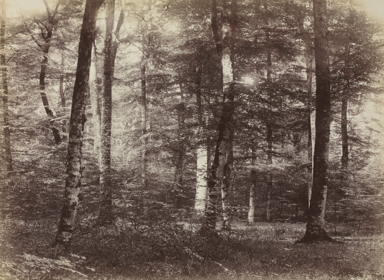 Zonder titel (Het bos van Fontainebleau) door Constant Alexandre Famin