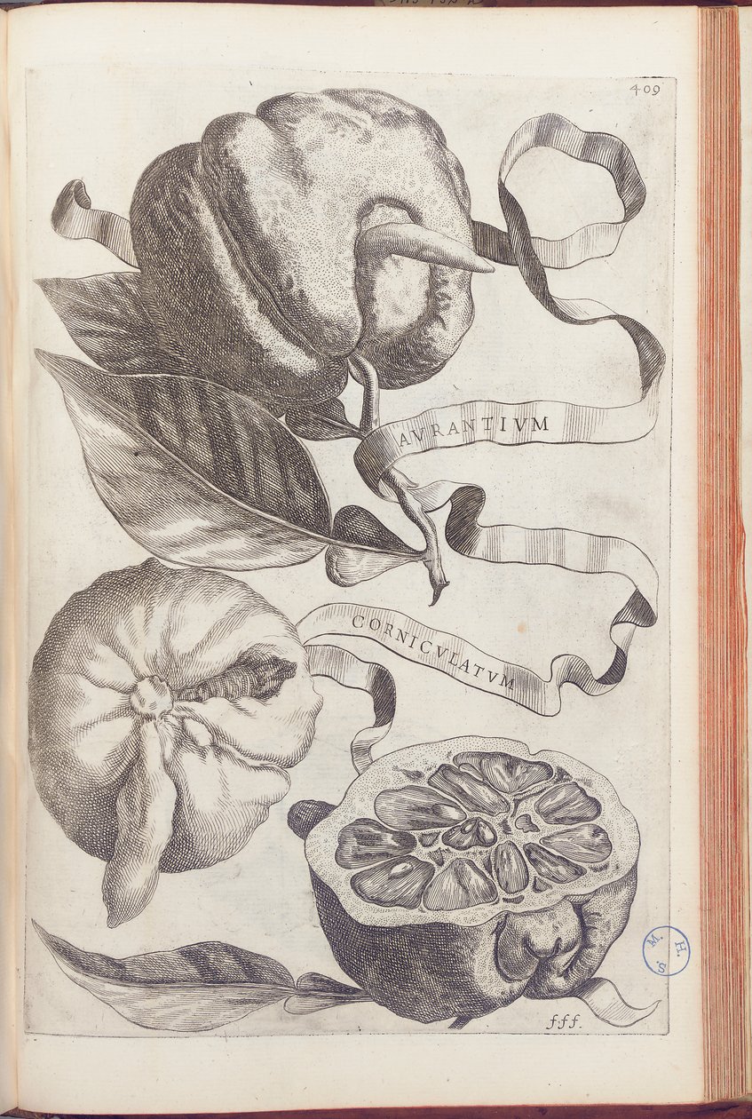 Gehoornde Sinaasappel, plaat 409 uit "Hesperides sive de Malorum Aureorum Cultura et Usu Libri Quatuor" door Giovanni Battista Ferrari, 1646 door Cornelis Bloemaert