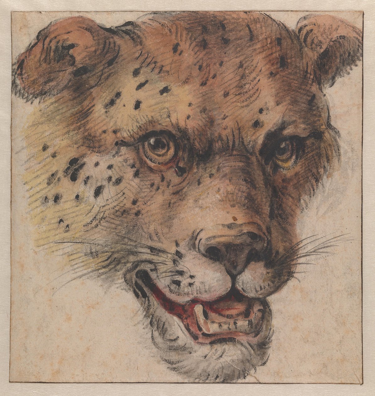 De kop van een luipaard door Cornelis Saftleven