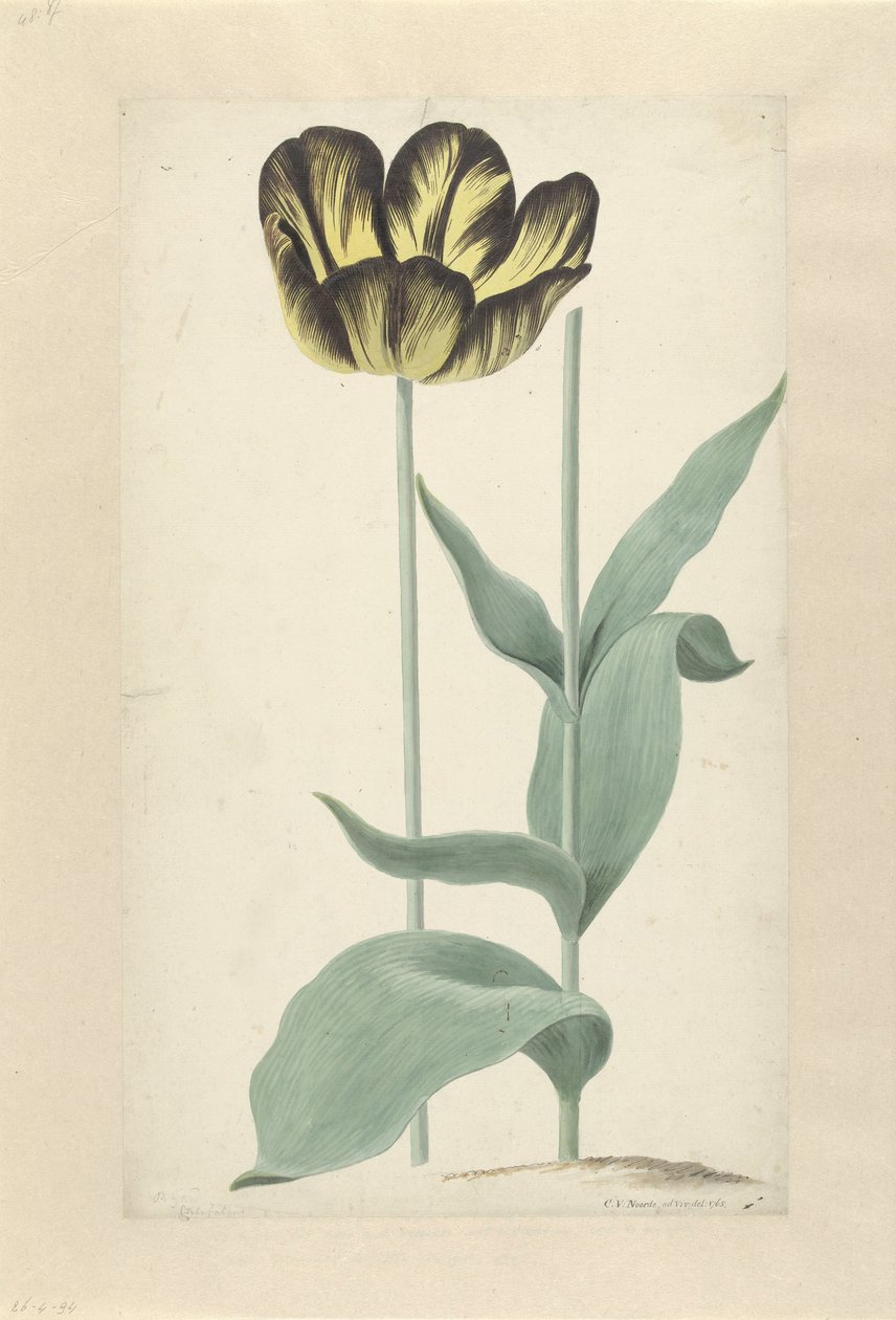 De tulp Bizard Catafalque door Cornelis van Noorde