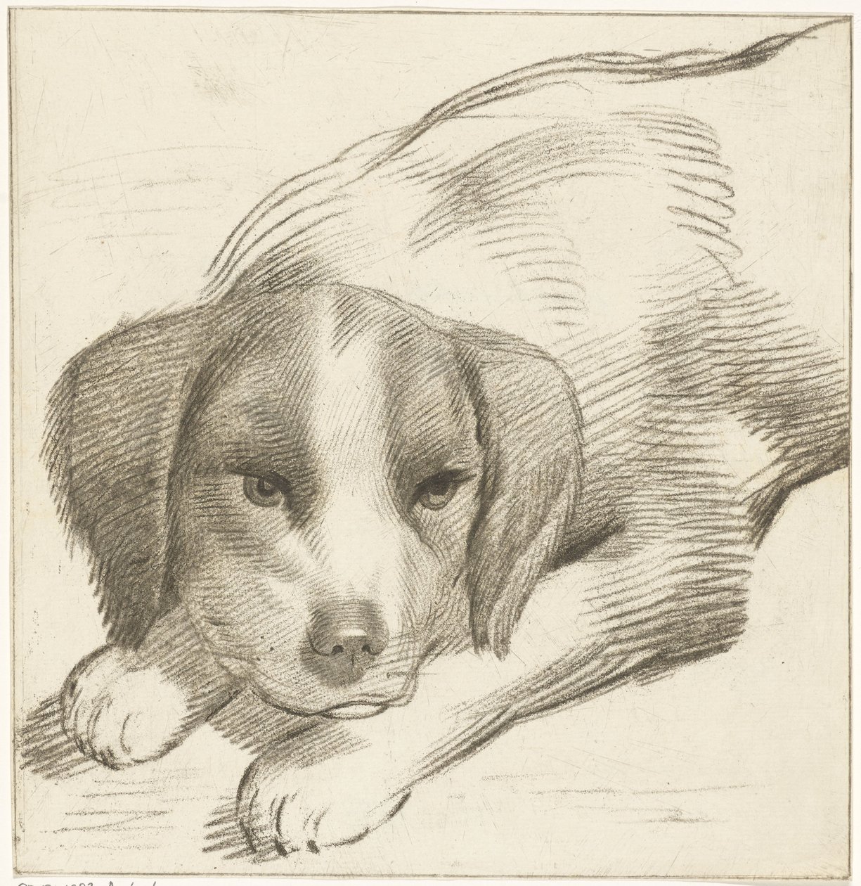 Liggende hond door Cornelis van Noorde