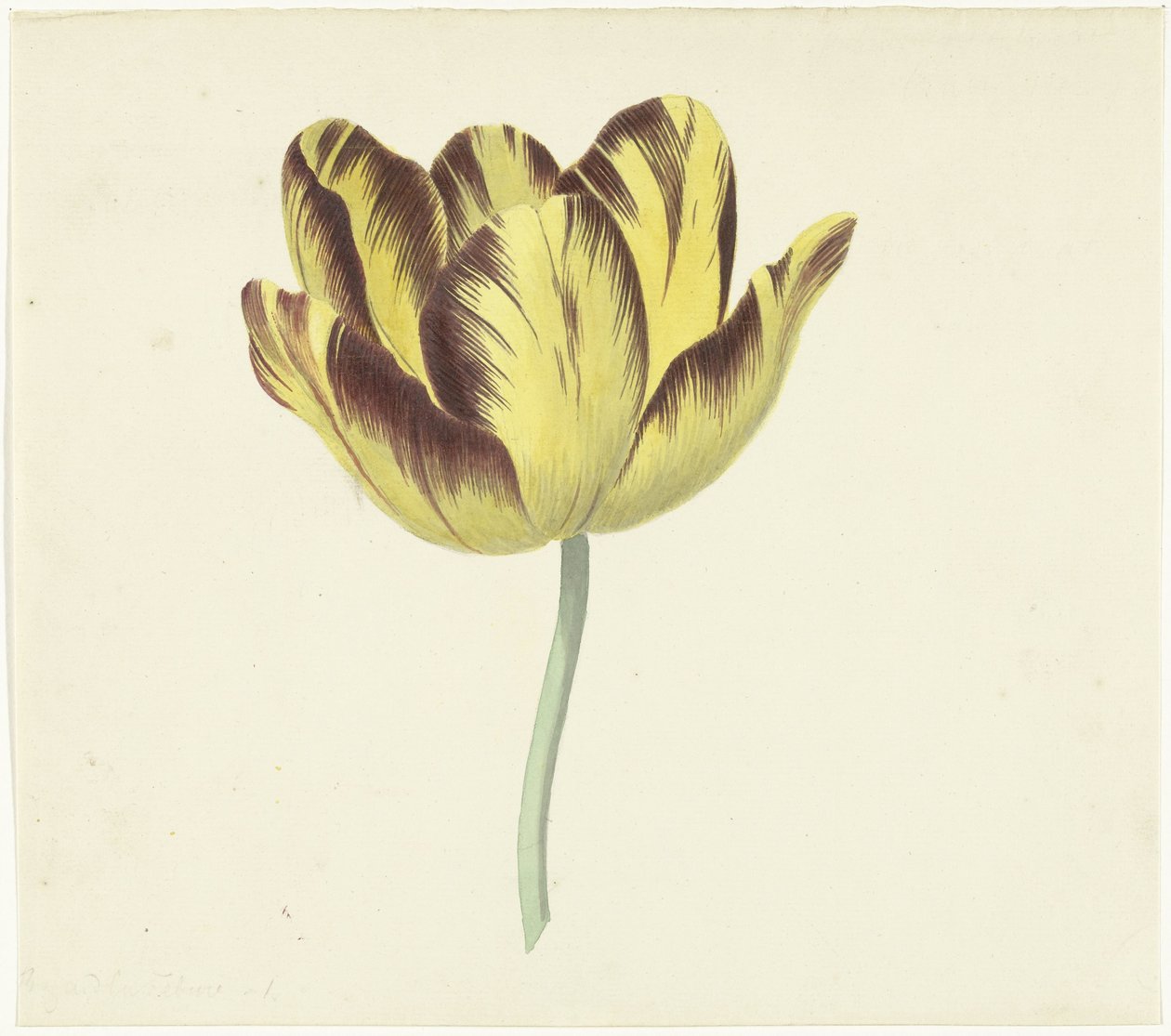 Tulp genaamd Bizard Le Febure No. 1 door Cornelis van Noorde
