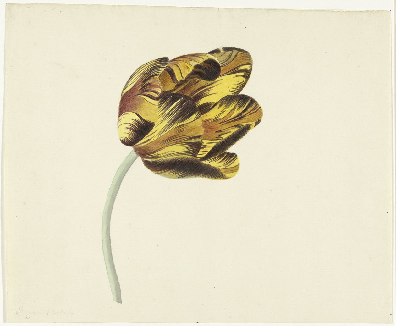 Tulp genaamd Bizard Phoenix door Cornelis van Noorde